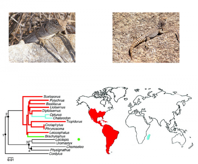 Figure 2. Iguanid of the genus Oplurus from Madagascar and phylogeny of representatives of extant iguanids and their world distribution. Red: mainland Americas; green: Galapagos; blue: Madagascar. |Credits: Pictures by Rafael Medina. Tree and map from Noonan, B. P. & Chippindale, P. T. Vicariant origin of malagasy reptiles supports late cretaceous antarctic land bridge. Am. Nat.168, 730–41 (2006)