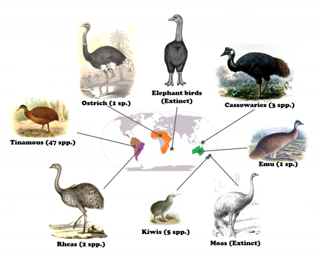 Figure 3. Extant ratites of the world (plus the extinct moas and elephant birds) assigned to their geographic regions, all of them part of the supercontinent Gondwana. Sizes not to scale. | Credit: Modified from Wikimedia images