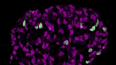 la-sci-sn-primordial-germ-cells-20141224-001