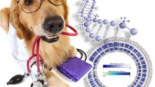 Dog’s DNA methylome uncovers hints on human cancer metastasis