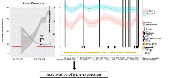Figure 3. DNA methylation changes were found to impact transcriptional activity when occurring both at promoter (left) and gene-body (right) sequences. In this illustration, hypermethylation of the promoter sequence and loss of methylation along the gene-body produced gene inactivation (TSS, transcription start site; DMR, differentially methylated region).