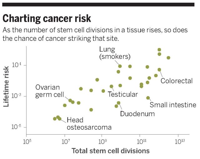 Figure 1. The relationship between the number of stem cell divisions in the lifetime of a given tissue and the lifetime risk of cancer in that tissue. | Credit: Jennifer Couzin-Frankel, data from Tomasetti/Vogelstein.