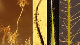 On the origin of carnivorous plants: the oldest fossil found in Baltic amber