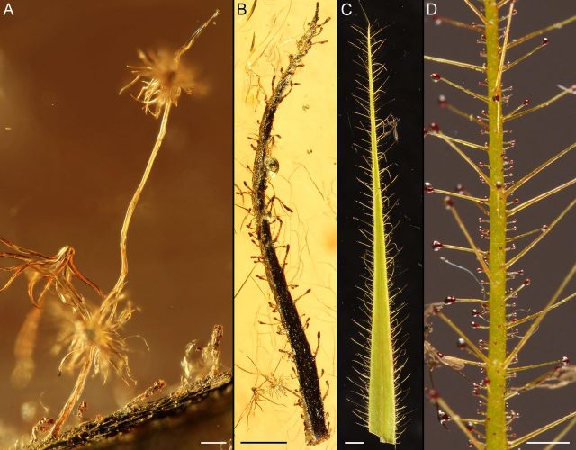 Figure 2. Comparison of the carnivorous leaf fossils from Eocene Baltic amber (A and B) and the existing Roridula gorgonias (C and D) | Credit: Sadowski et al. (2015).