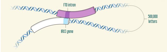 Long distant effect of an intron (adapted from David U. Gorkin & Bing Ren (2014) Genetics: Closing the distance on obesity culprits Nature 507, 309–310 doi:10.1038/nature13212)