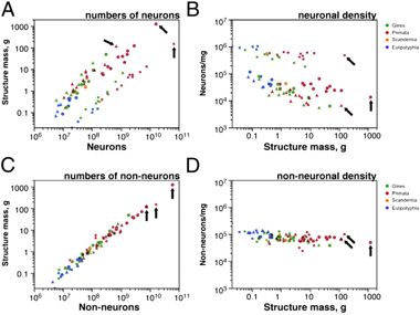 Figure1. Non-neuronal scaling rules and neuronal scaling rules for mammalian brains. Each point represents the average values for one species (insectivores, blue; rodents, green; primates, red; Scandentia, orange). Arrows point to human data points, circles represent the cerebral cortex, squares represent the cerebellum, and triangles represent the rest of the brain (excluding the olfactory bulb). (A) Clade- and structure-specific scaling of brain structure mass as a function of numbers of neurons. (B) Neuronal cell densities scale differently across structures and orders but are always larger in primates than in Glires. (C) Mass of the cerebral cortex, cerebellum, and rest of the brain varies as a similar function of their respective numbers of non-neuronal cells. (D) Average density of non-neuronal cells in each structure does not vary systematically with structure mass across species. | Credit: Figure2: Total brain metabolism (measured as micromoles of glucose consumed per minute) scales as a linear function of the total number of neurons in the brain across rodents and primates alike, including humans (arrow). | Credit: Herculano-Houzel (2012)