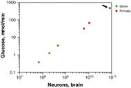 Figure2. Total brain metabolism (measured as micromoles of glucose consumed per minute) scales as a linear function of the total number of neurons in the brain across rodents and primates alike, including humans (arrow). | Credit: Herculano-Houzel (2012)
