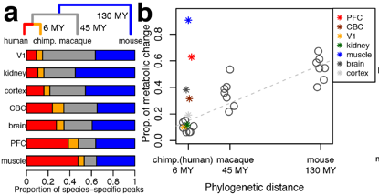 Figure 3. a) Above a phylogenetic tree showing the human (red) and chimpanzee (orange) evolutionary lineages, the lineage connecting the common ancestor of humans and chimpanzees with macaques (grey), and the lineage connecting the common ancestor of humans, chimpanzees, and macaques with mice (blue). Below the proportions of metabolite peaks with concentration changes specific to the corresponding lineages in the same color code than the three. b) Relationship between species-specific metabolite concentration divergence in each tissue and the corresponding phylogenetic distances in million years (MY). The linear regression between metabolite concentration divergence and phylogenetic distances represented by the dashed line was calculated based on the proportions of metabolite peaks with significant concentration divergence on the corresponding lineage for the three nonhuman species (represented by circles). Asterisks colored according to the tissues show the proportions of metabolite peaks with significant concentration divergence on the human lineage relative to the chimpanzee linage. | Credit: Bozek et al (2014)