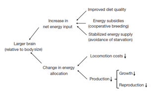 Figure 4: “The expensive-brain framework” proposes complementary pathways for an adaptive increase in relative brain size. First, brains can get larger when energy inputs are stabilized on a higher level (higher total metabolic turnover) through an increase in mean dietary quality (for example, more animal fat and protein in early Homo), energy subsidies from other individuals (for example, cooperative breeding, allomaternal care) or by reducing fluctuations in energy inputs (for example, cognitive solutions including culture). Second, at constant total energy intake, energy allocation to other functions may be reduced, such as locomotion (for example, efficient bipedalism) or production (for example, slower life history pace).| Credit: Navarrete et al (2011)