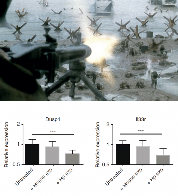Figure 3. The firing turrets grounded on Omaha beach made the break-through almost impossible, but a few soldiers could get to them and blow them up, securing the path for the ally army. In a similar way, the exosomes secreted by the nematode parasite locate a few genes responsible for maintaining an active defensive response against parasites, and produce their inactivation. Moreover, exosomes produced by the mouse itself do not produce any effect on the genetic expression, corroborating that the specific content of the worm’s exosomes is responsible for the sabotage | Credit: screenshot from "Saving Private Ryan" and Bueck et al (2014)