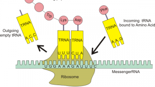 The ribosome world hypothesis