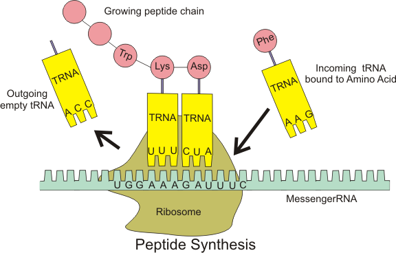 Figure 2. The ribosome assembles polymeric protein molecules whose sequence is controlled by the sequence of messenger RNA molecules. | | Credit: Wikipedia Commons (user Boumphreyfr).