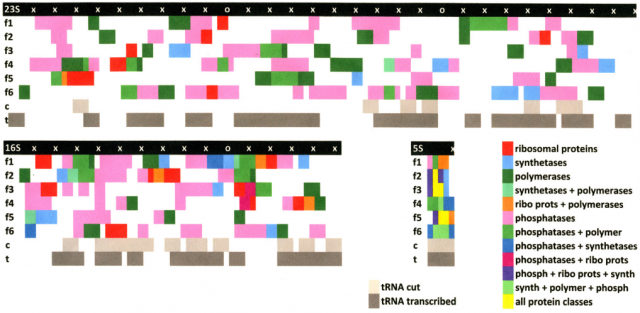 Figure 3. Map illustrating the location of transfer RNAs and proteins in the six possible reading frames on the 23S, 16S, and 5S ribosomal RNAs of E. coli K12. | Credit: Root-Bernstein & Root-Bernstein (2015).