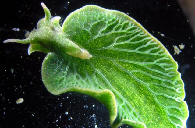 sea-slug-steals-algae-gene-150204-670