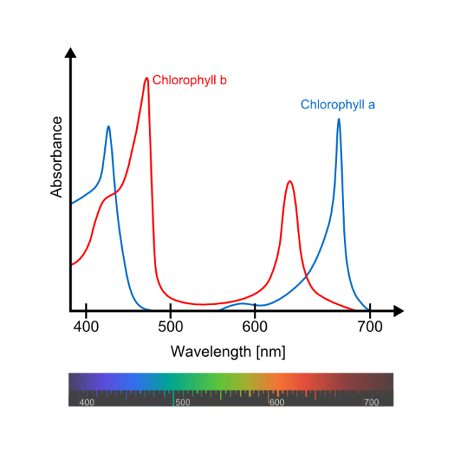 Absorption Spectrum of both the Chlorophyll a and the Chlorophyll b pigments | Credit: Wikimedia Commons / M0tty