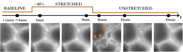  Figure 2. Epithelial cracks form after stretch release. Fluorescence images of the actin cytoskeleton of epithelial cells during a stretch/unstretch manoeuvre. Arrowheads point at cracks that form between cells after stretch release and seal in a matter of minutes.