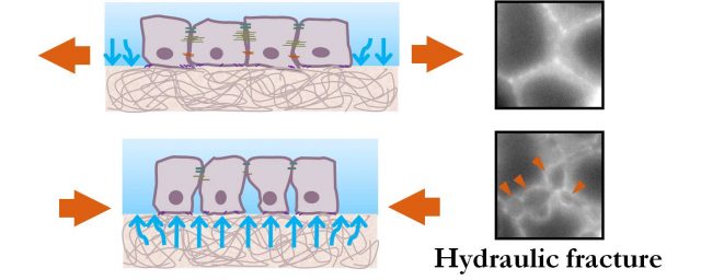 Figure 3. Hydraulic fracture as a consequence of the poroelastic nature of the extracellular matrix. (left) Schemes illustrating a group of epithelial cells adhered on the extracellular matrix during stretch (top) and after stretch release (bottom). Blue arrows indicate the flux of water through the extracellular matrix. (right) Fluorescence images of the cells without (top) and with cracks (bottom) corresponding to the schemes in the left.