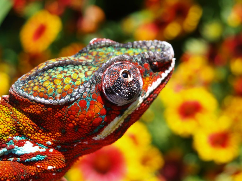 The secrets behind chameleon's skin coloration change   Mapping ...