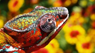 The secrets behind chameleon’s skin coloration change