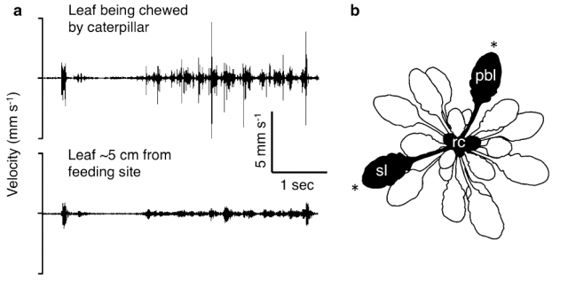 Figure 2: Vibrations produced by a feeding caterpillar on an A. thaliana leaf (Playback leaf, pbl) and the vibrations registered on a systemic leaf (sl) with the same age but 5 cm away from the feeding point.