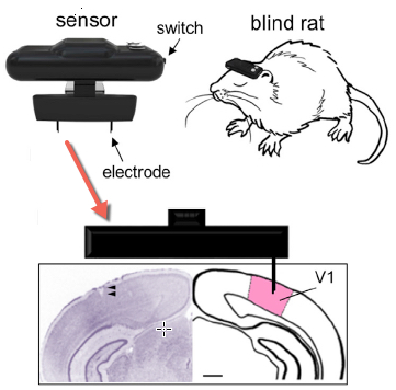 Geomagnetic sensor system, with connection to the primary visual cortex (adapted) (credit: Hiroaki Norimoto and Yuji Ikegaya/Current Biology)