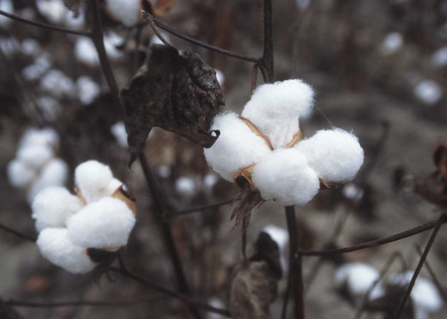 Cotton fibres represent the purest natural form of cellulose, containing more than 90% of this polysaccharide. | Credit: Wikimedia Commons /H2O-C