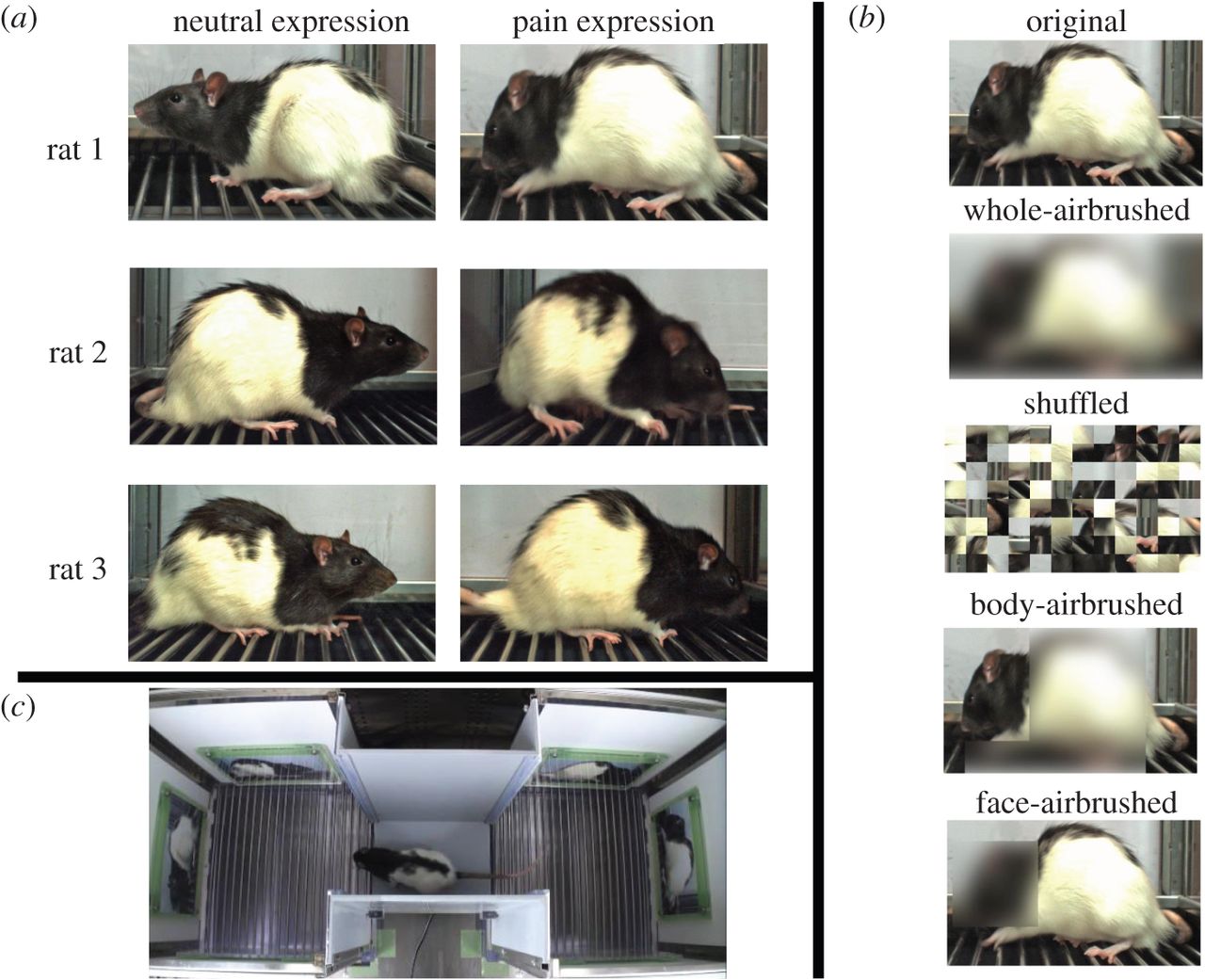 Figure 1. Credit: Nakashima et al (2015)