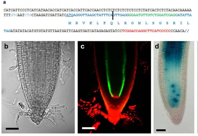 Figure 3. Characterization of miPEP165a from Arabidopsis thaliana. A) miPEP165a sequence (the black vertical line indicates the 5´end of the pre-miR165a precursor); B-C) Bright field image and confocal image showing expression of miPEP165a (green fluorescence); F) miPEP165a expression by glucuronidase activity staining (blue color). | Credit: Laurassergues et al. (2015).