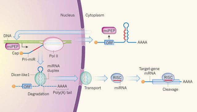 Figure 1. Diagram of microRNAs (miRNAs) and their associated peptides (Waterhouse and Hellens, 2015). The precursors of miRNAs are pri-miR sequences, which are transcribed from DNA by the enzyme RNA polymerase II (Pol II). They are then modified by capping and addition of a poly(A) tail. The miRNA duplexes are subsequently excised by the enzyme Dicer-like1 and transported to the cytoplasm; other parts of the pri-miR are degraded. After further processing, the resulting miRNA sequence guides repression of gene expression as part of the RISC complex. Some pri-miRs contain short open reading frame (ORF) sequences that can produce peptides (miPEPs).