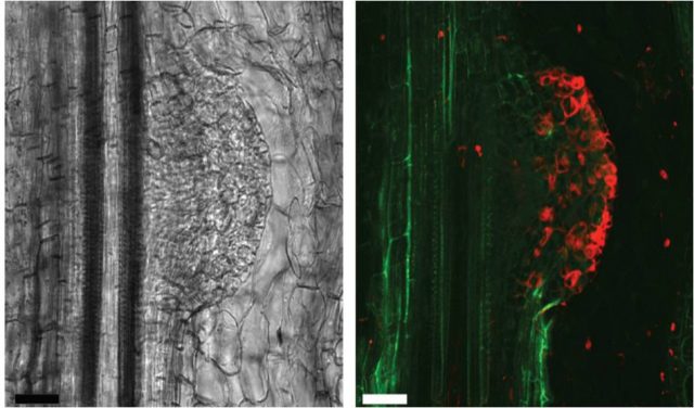 Figure 2. Localization of miPEP171b (red fluorescence) in Medicago truncatula lateral root initiation. Bright field control is shown in the left image. | Credit: Laurassergues et al. (2015)