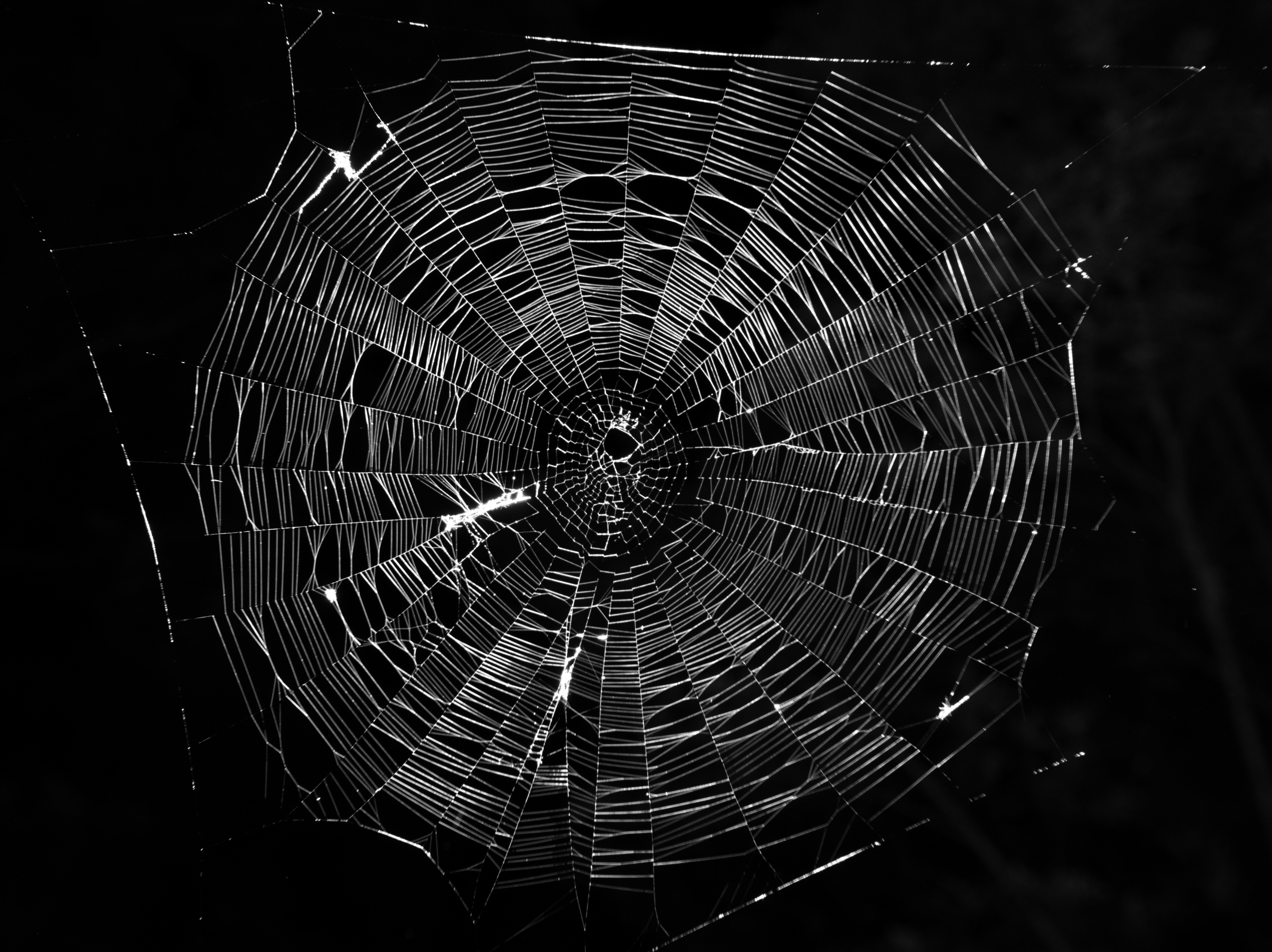 Typical-orb-web-photo