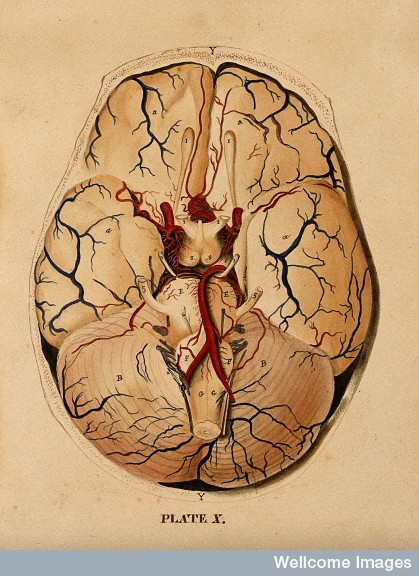 V0008415ER Brain: dissection showing the base of the brain. Watercolour Credit: Wellcome Library, London. Wellcome Images images@wellcome.ac.uk http://wellcomeimages.org Brain: dissection showing the base of the brain. Watercolour after(?) W.H. Lizars, ca. 1826. 1820-1827 after: William Home LizarsPublished: - Copyrighted work available under Creative Commons Attribution only licence CC BY 4.0 http://creativecommons.org/licenses/by/4.0/