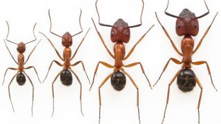 Epigenetics of ant size
