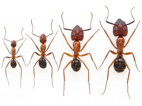 Florida carpenter ant workers. | Credit: Melanie Couture and Dominic Ouellette/ Science