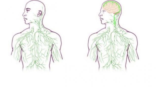 Maps of the lymphatic system: old (left) and updated after new discovery (right). University of Virginia Health System.