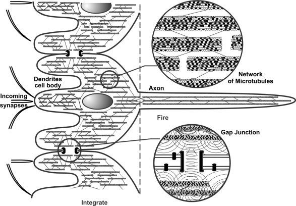 Figure 1. Brain neuron axon showing the network of microtubules. | Credit: Hameroff & Penrose (2014).