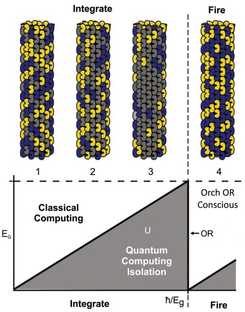 Figure 2. A tentatively proposed picture of a conscious event by quantum computing in one microtubule. | Credit: Hameroff & Penrose (2014).