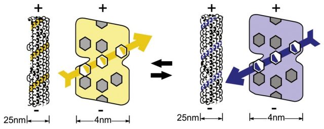 Figure 3. Upward (left) and downward (right) dipole ‘5-start’ helix in a microtubule. Their quantum superposition is the proposed qubit. |Credit: Hameroff & Penrose (2014).