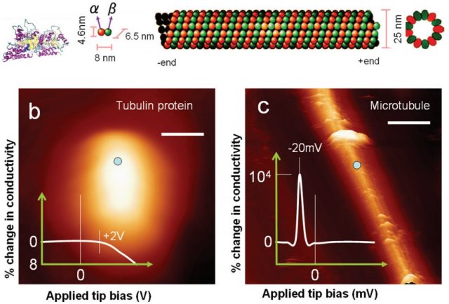 Figure 4. 2D sheet of tubulin dimers fold into a single microtubule (top). STM images (bottom) of a single tubulin dimer (left) and a single microtubule (right). | Credit: Satyajit Sahua et al. (2013).