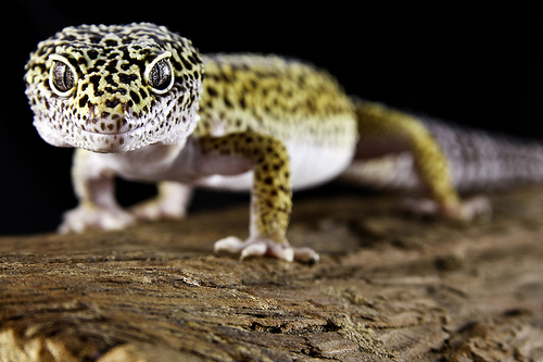 Figure 1. Leopard gecko