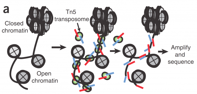 Figure 1: Scheme for ATAC-seq technic. Transposase enzyme (green), bearing sequencing adaptors (red and blue), is incorporated only in regions of open chromatin (between nucleosomes in grey). Allowing to amplify those open regions by PCR. (Credits: Buenrostro et al. 2013. Nat. Methods 10, 1213–8.)