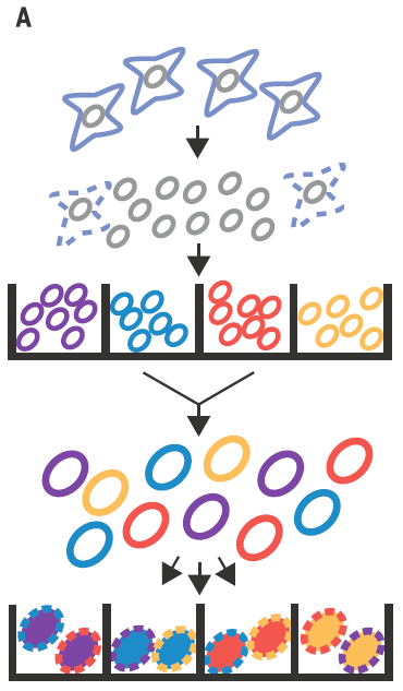 Figure 2. Nuclei are isolated and molecularly tagged in different wells with barcoded Tn5 transposases. Nuclei are then mixed and redistributed into a second set of wells. A second barcode in form of index primers is introduced during PCR. | Credit. Cusanovitch et al (2015)