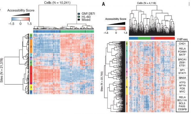 Figure 3: Lefth pannel: Heat map of 21,378 DHSs usage (rows) for 10,241 cells (columns) in mixtures of HL-60 (green,) and GM12878(blue ) cells. Black, unassigned. Range of color from blue to red indicate Chromatin accessibility. Left color bar indicates modules formed by clustering DHSs. Right pannel: Heat map of chromatin accessibility measures of DHS usage shows subpopulations of GM12878 cells (top bar). Coordinately accessible chromatin modules (left bar) are significantly enriched for binding of selected transcription factors (TFs) (right bar).