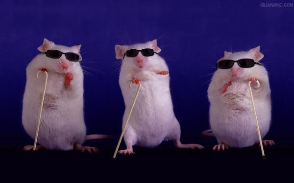 blind mice 1