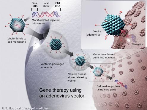 Figure 1. Scheme of gene therapy that makes use of a genetically modified adenovirus to introduce the desired genetic material into the DNA of the host cell. Once incorporated into the DNA of the cell, the new gene the virus carries will give instructions to make the desired protein. By using this technique, Van Wyk et al. have managed to introduce the novel protein Opto-mGluR6 in healthy retinal cells, thus making them become sensitive to light. | Credit: U.S. National Library of Medicine.