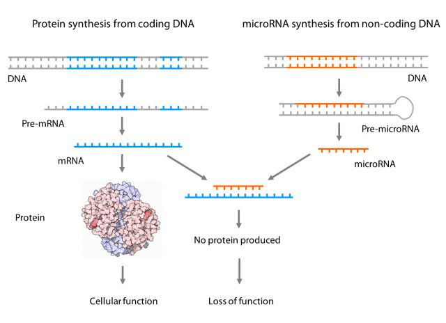 Figure 1. Proteins are generated in a 3-step process: 1) Information from coding DNA is copied into pre-mRNAs, 2) those RNAs are edited (mRNAs) and 3) edited mRNAs are translated into proteins which will be responsible for a task in the cell. microRNAs are generated from non-coding DNA generating a pre-microRNA which has a harping-like shape. That harping is processed, creating the functional microRNA that can bind a target mRNA. This binding process stops protein synthesis that would be mediated by that mRNA, reducing the amount of protein that was supposed to be generated and therefore producing a loss of its function. Interfering with endogenous microRNAs has been proposed as a therapy because it can rescue specific protein synthesis related to diseased states.