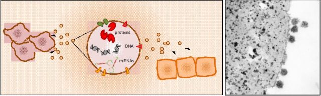 Figure 1: The exosomal contents comprise mRNA, DNA, microRNAs, proteins (ie, enzymes, growth factors, and cytokines), and transmembrane proteins of different kinds (left panel). Electron microscopy imaging of exosome release by mouse reticulocites (right panel. | Credit: Rabesandratana H et al (1998)