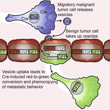 Figure 2: Motile tumor cells release exosomes that transmit the metastatic impulse to non-metastatic recipient cancer cells enhancing their metastatic capacity |Credit: Zomer A et al,(2015)