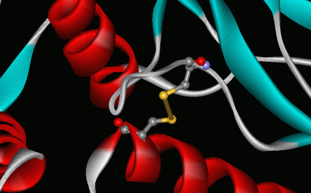 Figure 1. Disulfide bond (yellow) within a protein.