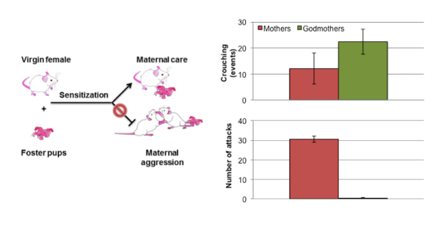 Figure 2. Virgin females fostered with pups display nearly spontaneous maternal care, but they do not attack male intruders. The bar charts show data on crouching over pups and number of attacks towards and intruder male. Whereas godmothers crouched over pups as much or even more than mothers did, they did not display aggressive behaviour.